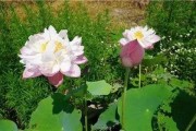 娱乐吃瓜君白莲花,娱乐吃瓜君的甜蜜诱惑