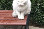 吃瓜娱乐酱流浪猫